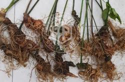 Sâm Ngọc Linh loại 500g 5 - 6 củ