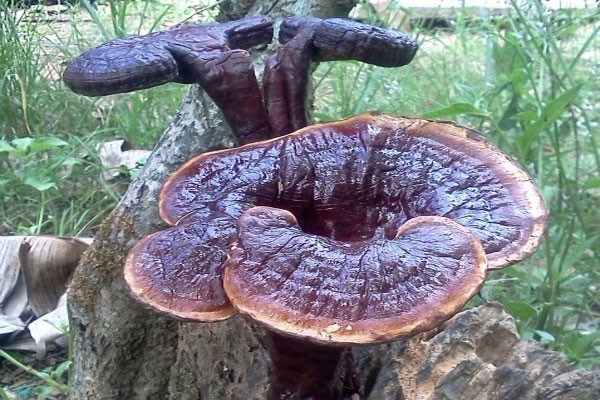 Cách chữa bệnh Gout bằng nấm lim xanh hiệu quả