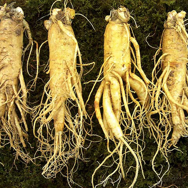 Tăng cân hiệu quả với nhân sâm