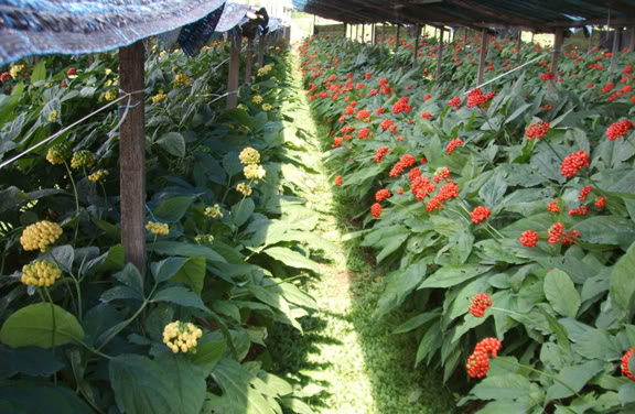 Cùng phân tích tìm hiểu vì sao cây nhân sâm lại quý