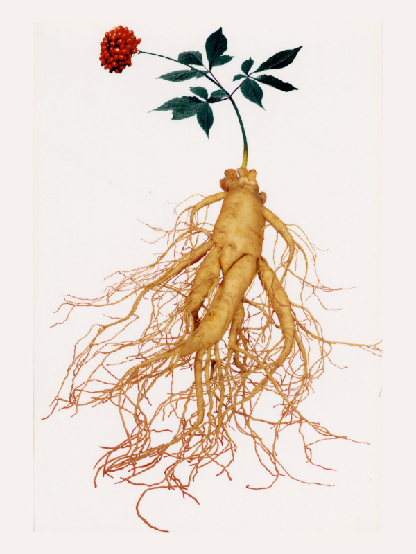 Người già sử dụng nhân sâm thế nào là tốt nhất