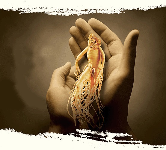 Nhân sâm dùng cho đối tượng nào?