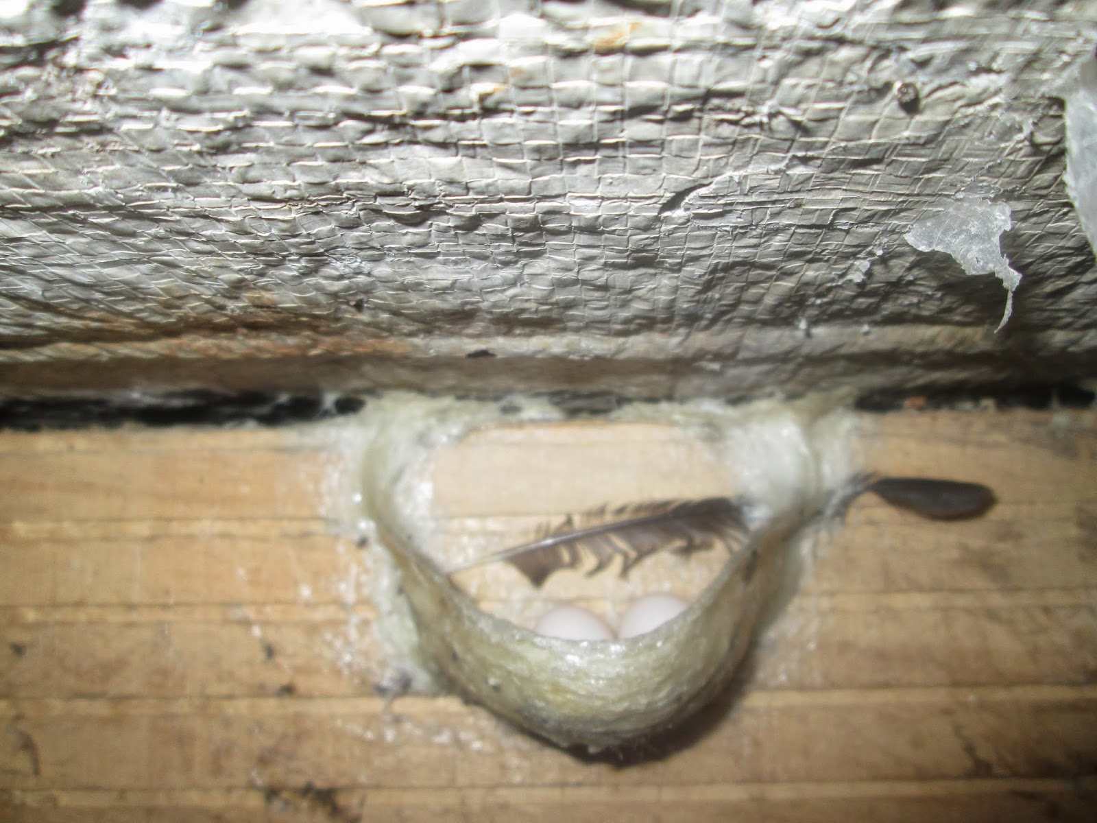 Muốn khai thác tổ yến mỗi kg đóng 26 triệu đồng