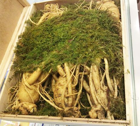 Những lưu ý cần biêt khi sử dụng củ sâm tươi