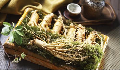 Lưu ý sử dụng và chế biến sâm Ngọc Linh đạt hiệu quả