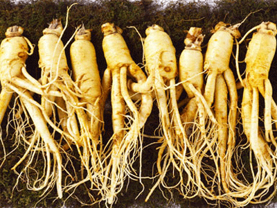 Củ nhân sâm hàn quốc có tác dụng gì?