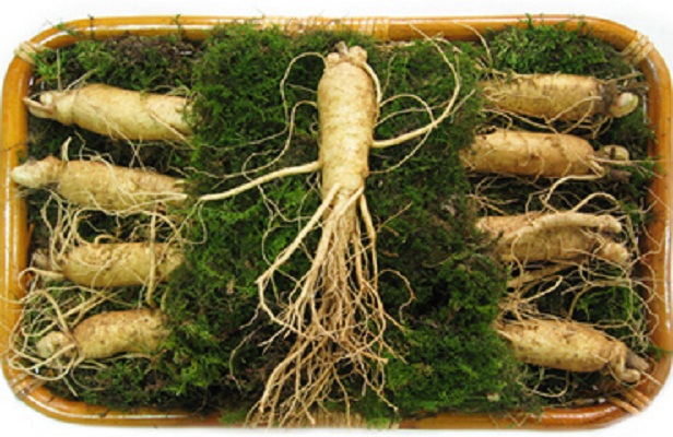 Công dụng Sâm tươi Hàn Quốc