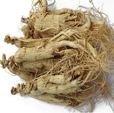 Mua nhân sâm củ ngâm mật ong ở đâu?