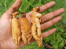 Tìm hiểu về cây thuốc nhân sâm