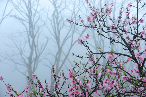 MÙA XUÂN TRÊN VÙNG CAO TÂY BẮC
