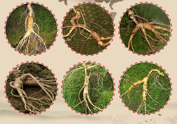 Phương pháp trồng nhân sâm Hàn Quốc tại Việt Nam