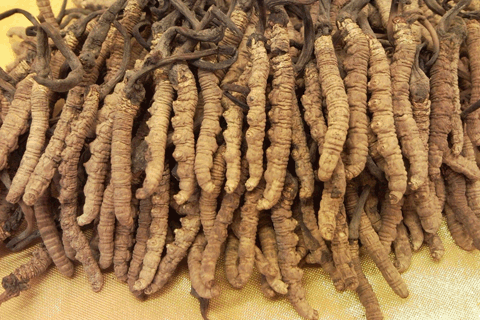 Cách sử dụng đông trùng hạ thảo dạng nước và dạng viên.