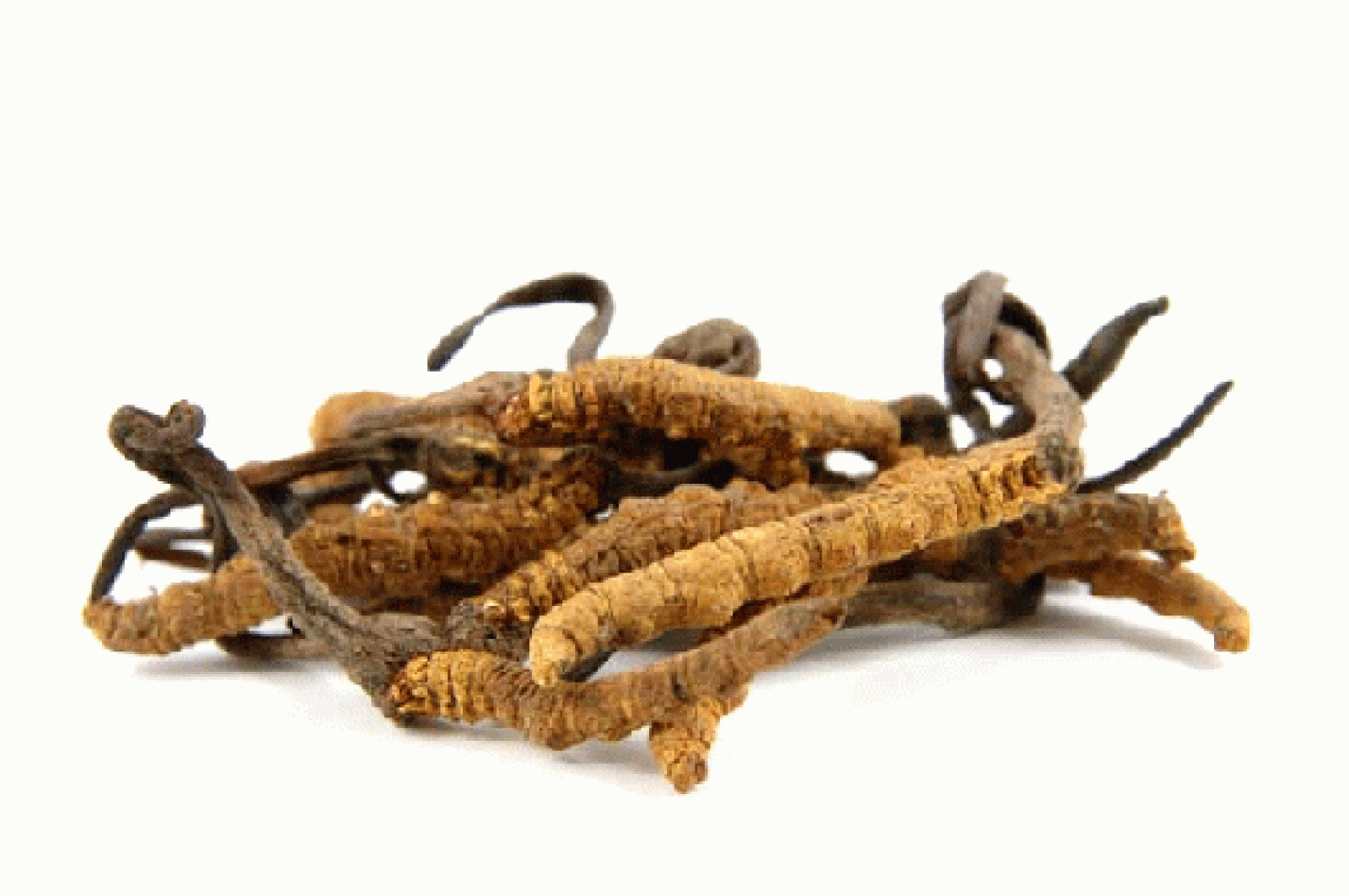 Cẫn trọng khi mua đông trùng hạ thảo Việt Nam