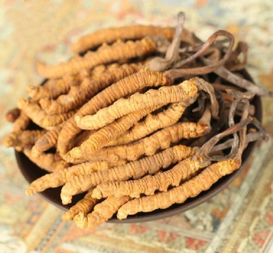 Uống đông trùng hạ thảo có tác dụng gì đối với phụ nữ