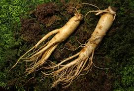 11 bằng chứng cho thấy nhân sâm có tác dụng tốt cho sức khoẻ