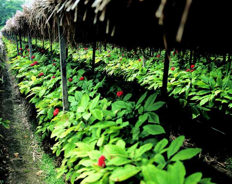 SÂM NGỌC LINH TĂNG CƯỜNG SINH DỤC NAM MANG LẠI HIỆU QUẢ BẤT NGỜ