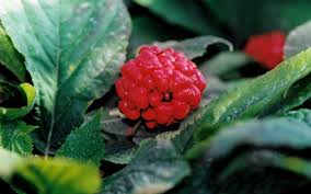 Nhân sâm tươi được dành cho những ai ?