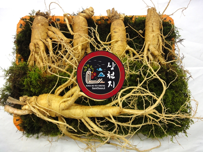 Tác dụng ít người biết của củ nhân sâm Hàn Quốc
