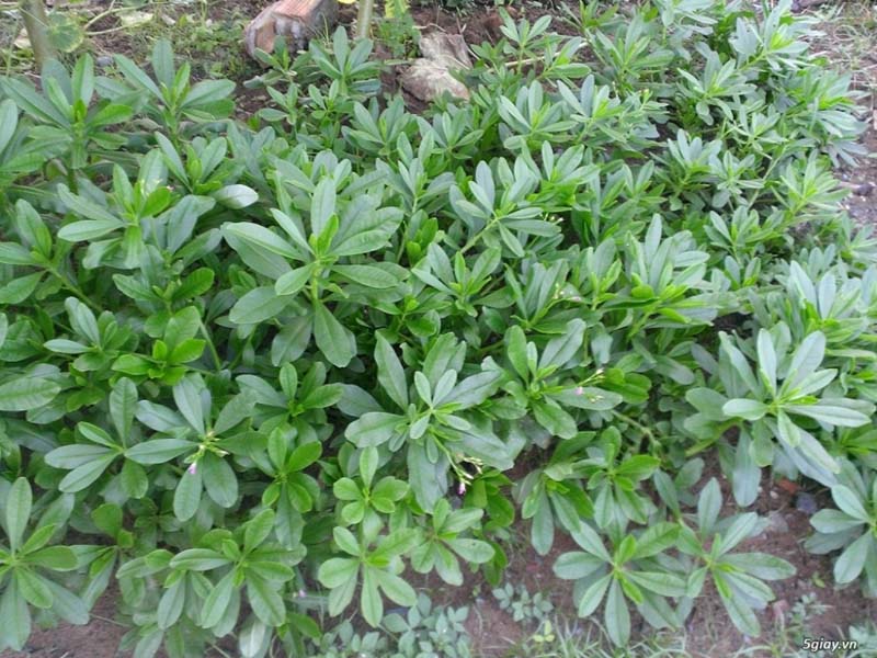 Tác dụng thần kỳ ít người biết của cây sâm đất