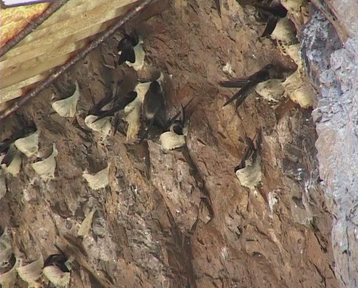 Yến sào Khánh Hòa chất lượng tốt nhất